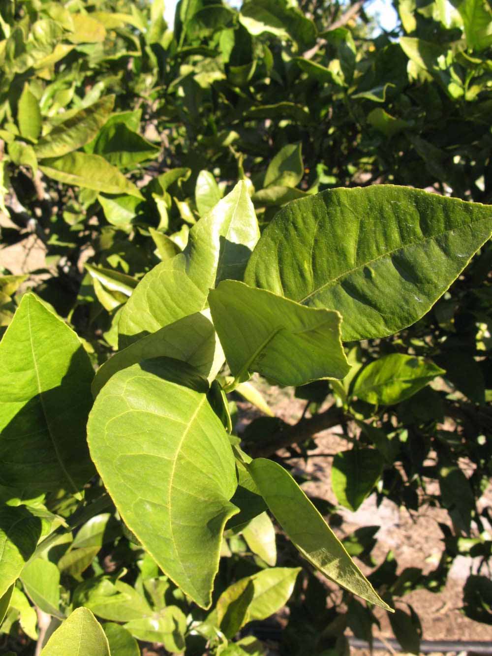            Sun leaves (Winter Haven, FL)   